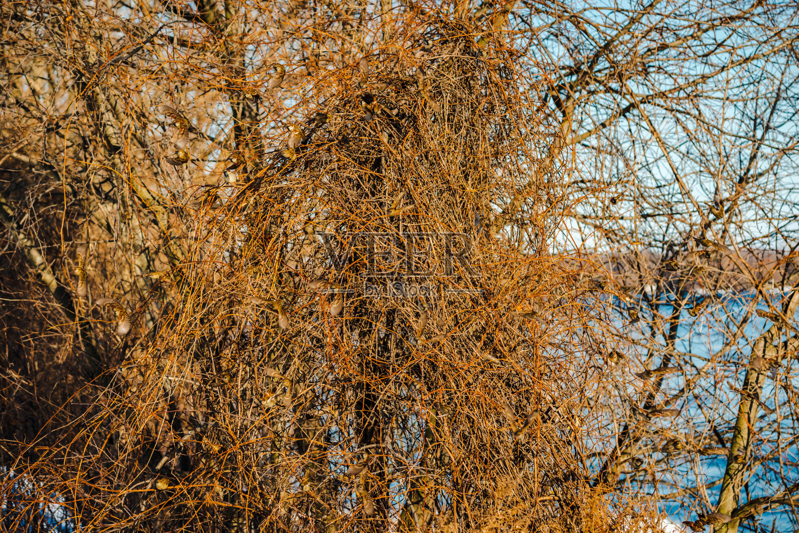 冬天的麻雀照片摄影图片