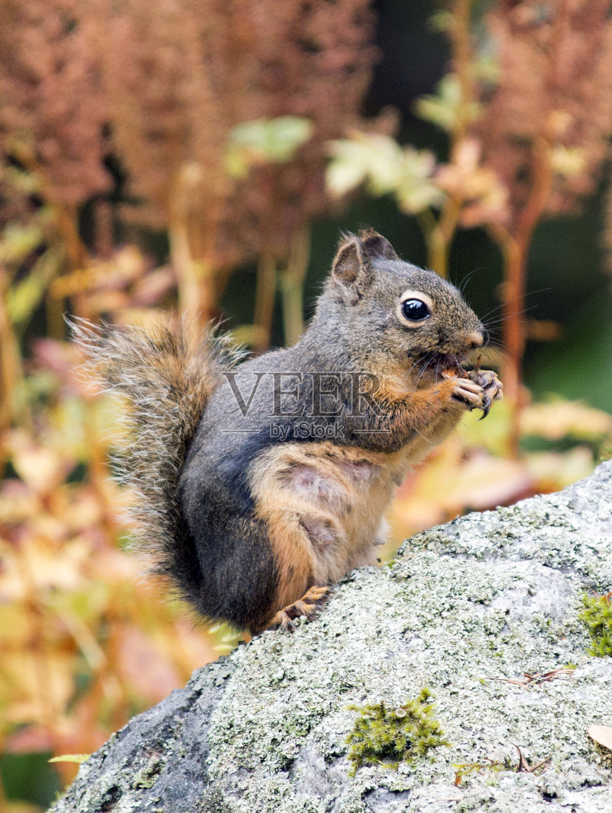 岩石上的松鼠照片摄影图片