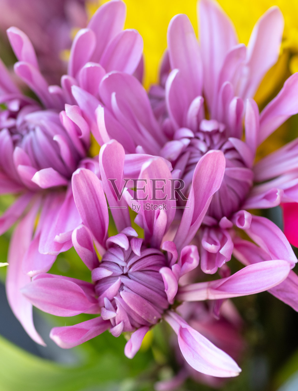 美丽的春天——印第安纳州霍华德县照片摄影图片