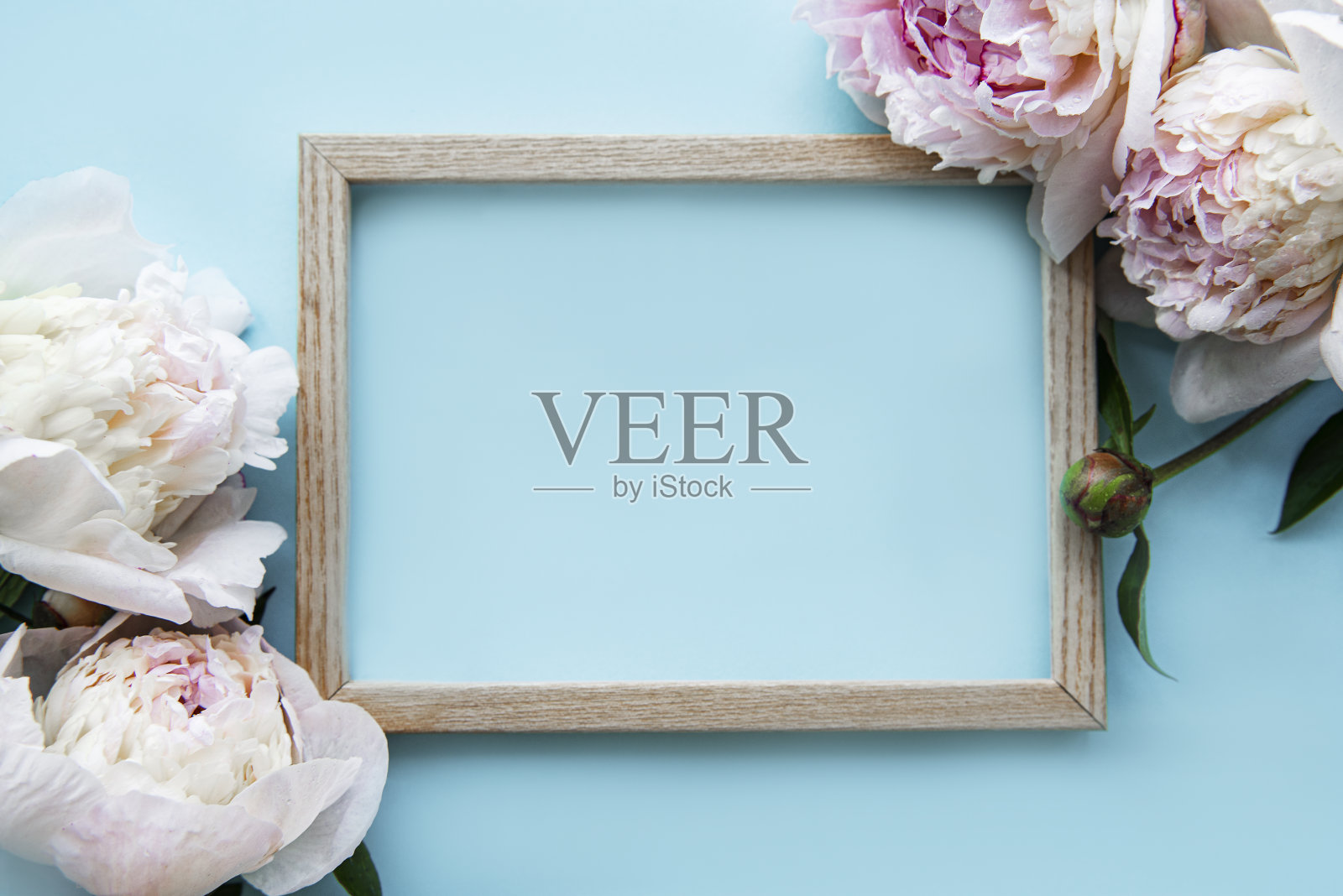 木框架周围美丽的粉红色牡丹在一个蓝色的背景,俯视图,复制空间,平lay。照片摄影图片