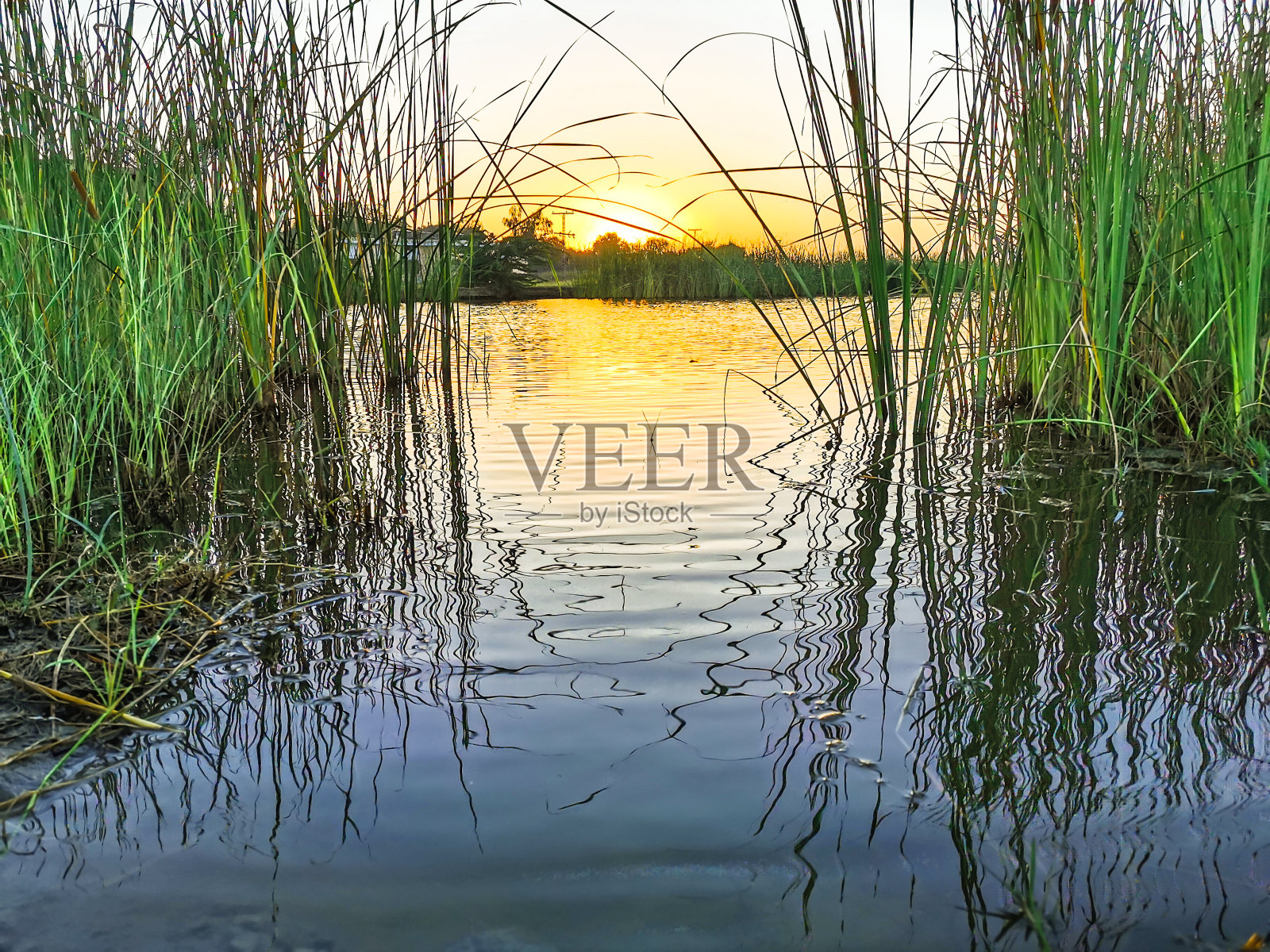 池塘里的草和落日的背景照片摄影图片