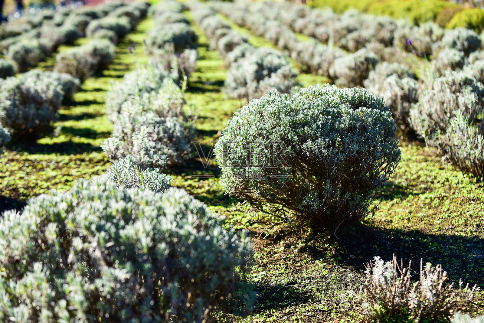 美丽的风景富士山在日本,湖川口町大小的富士山,白色的顶部,秋天在花园里,秋天在山上。照片摄影图片