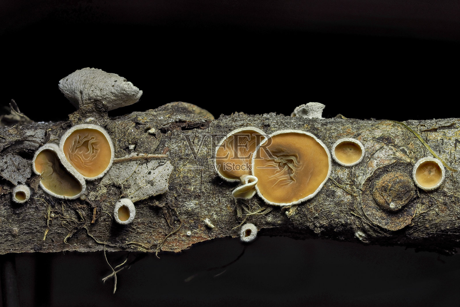 木耳是一种不可食用的蘑菇照片摄影图片