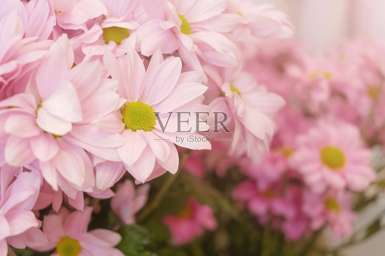 花店里的花照片摄影图片