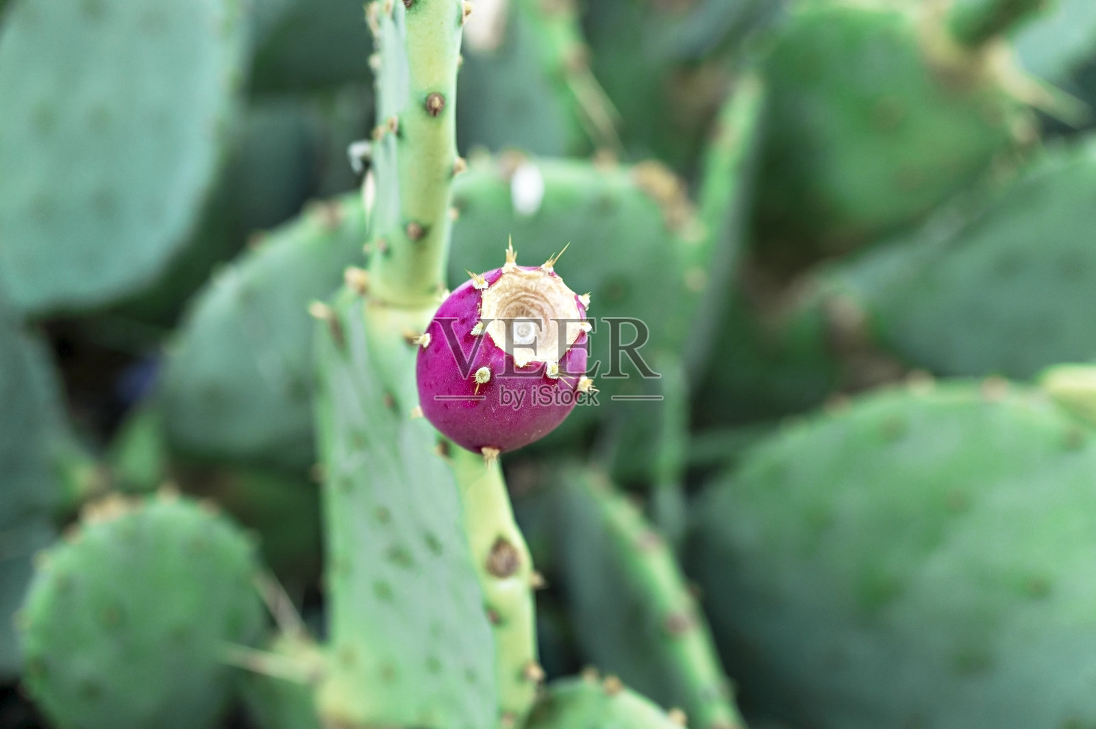 红色的仙人掌果近距离。仙人球,仙人掌属植物照片摄影图片