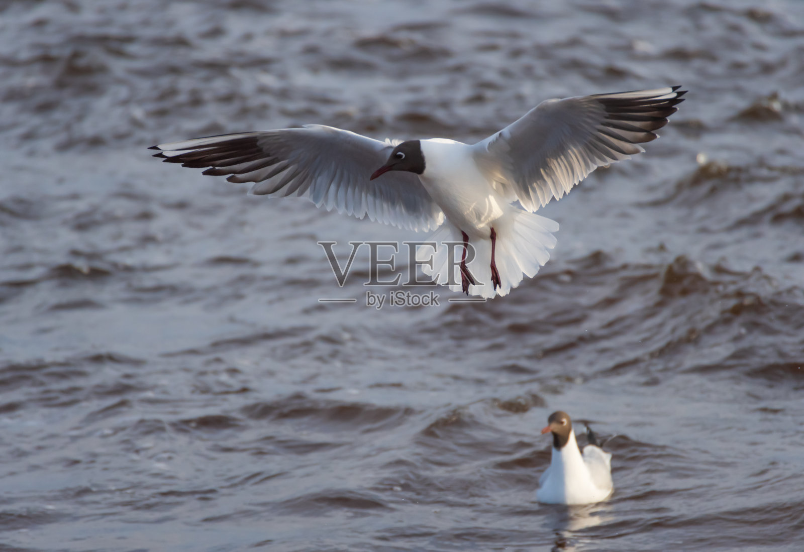 两只红头海鸥——一只在游泳,一只在飞行照片摄影图片