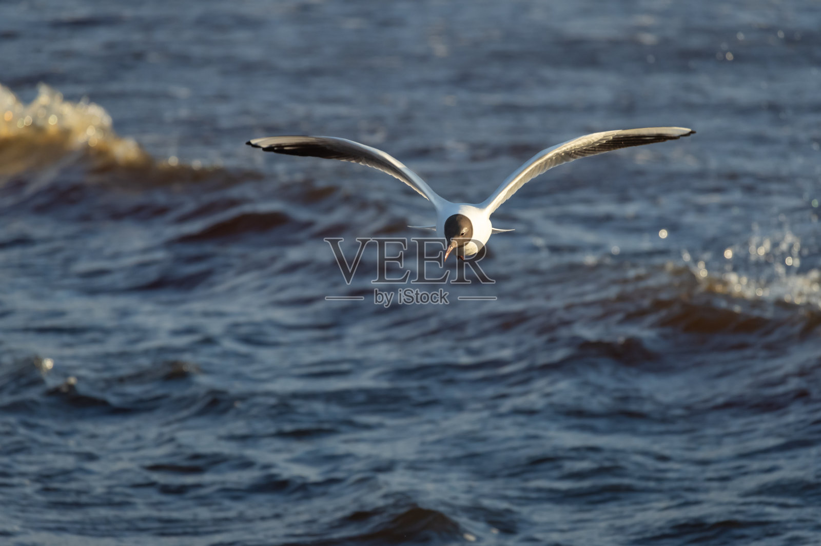 水面上飞过的黑头鸥照片摄影图片