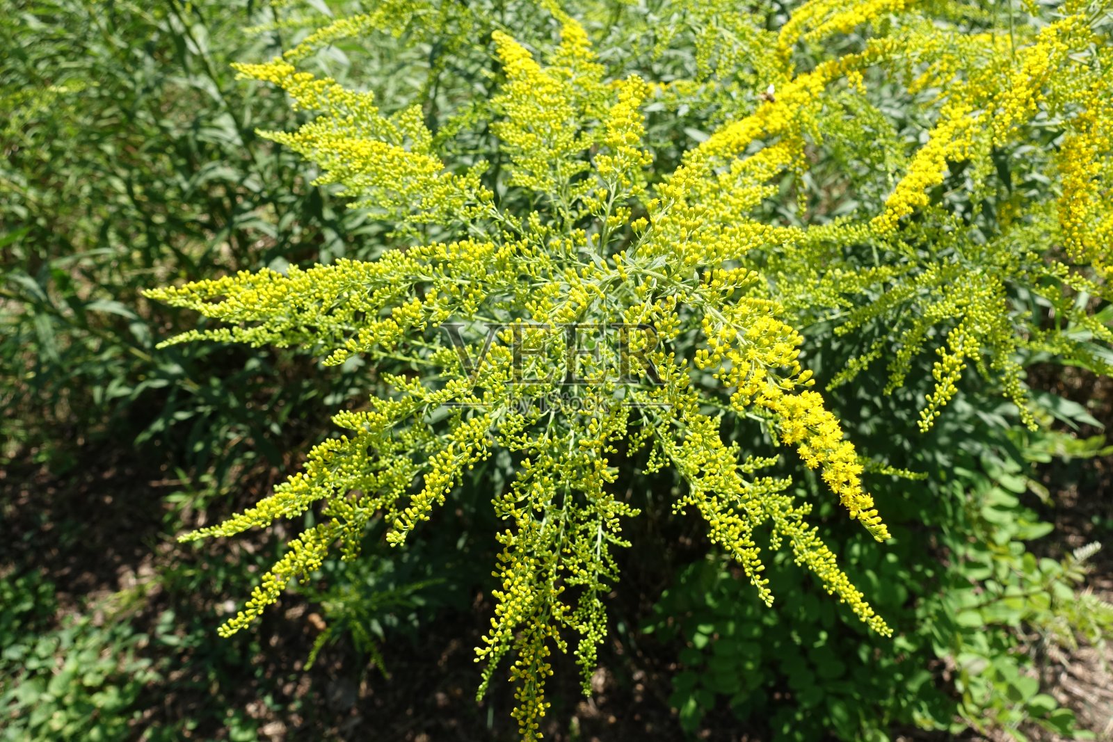 加拿大一枝黄花八月的花蕾照片摄影图片