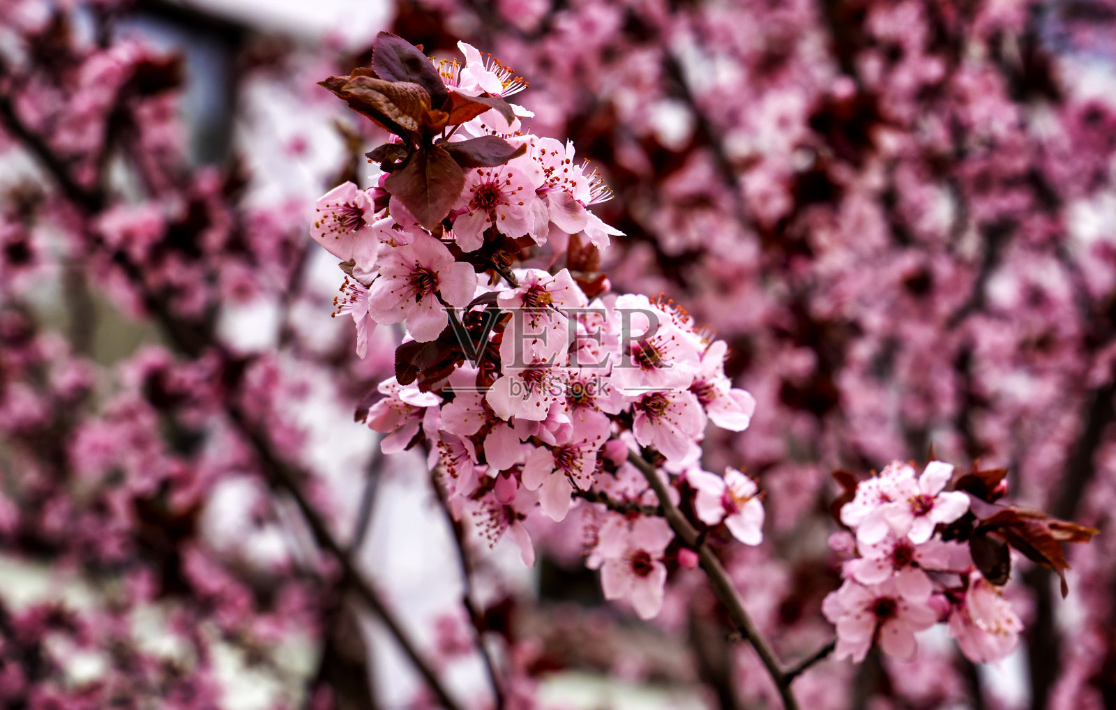 樱花照片摄影图片