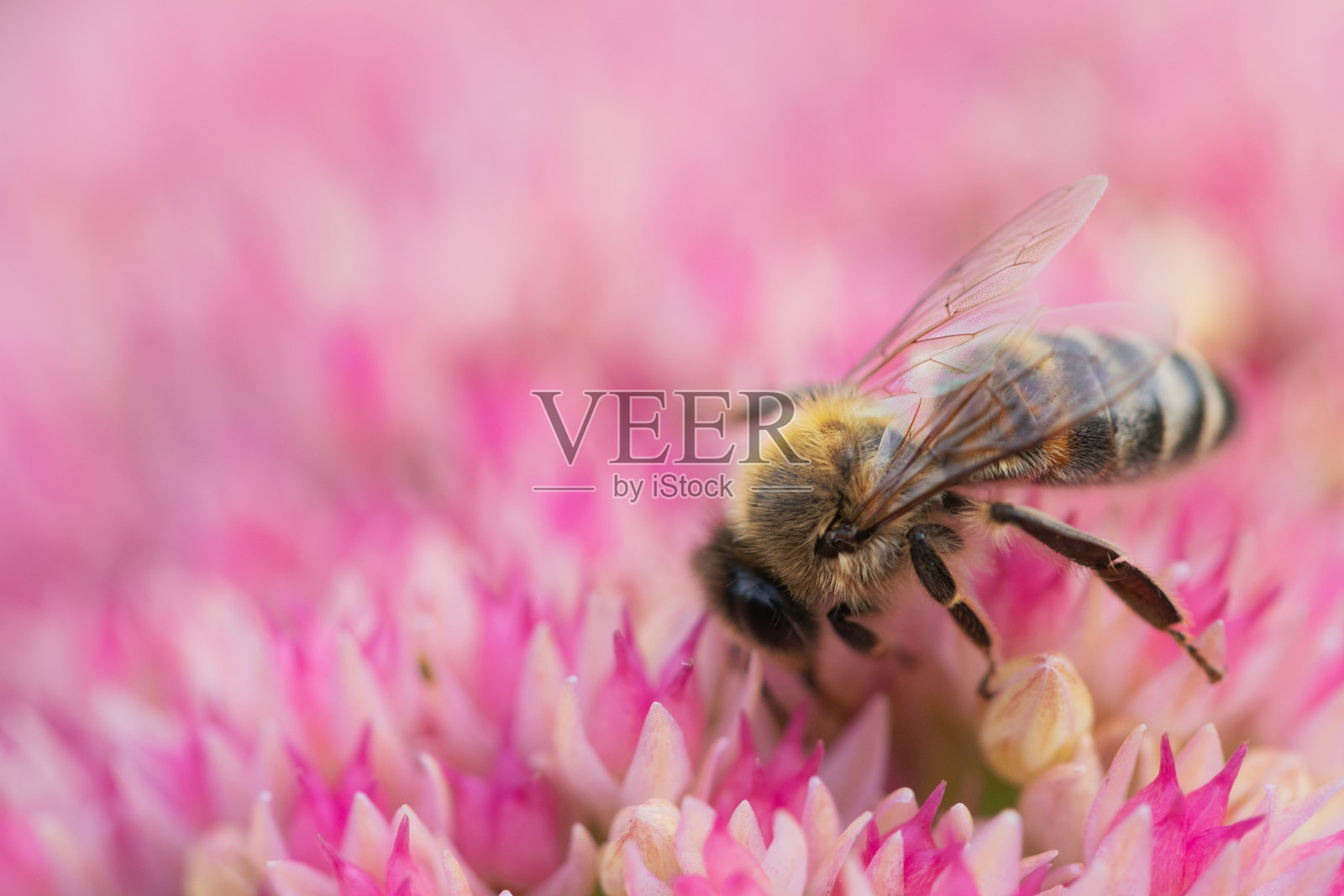 蜜蜂照片摄影图片