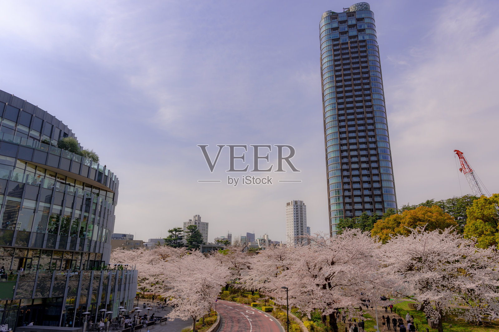 樱花盛开在东京市中心,六本木,港人区,东京。照片摄影图片