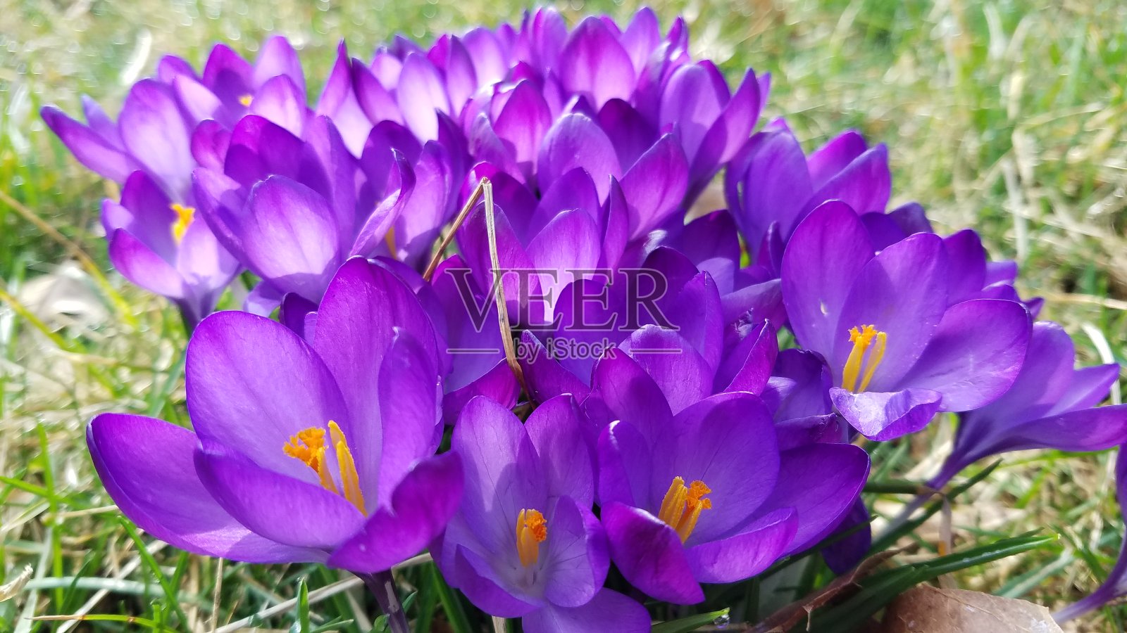 春季番红花的花照片摄影图片