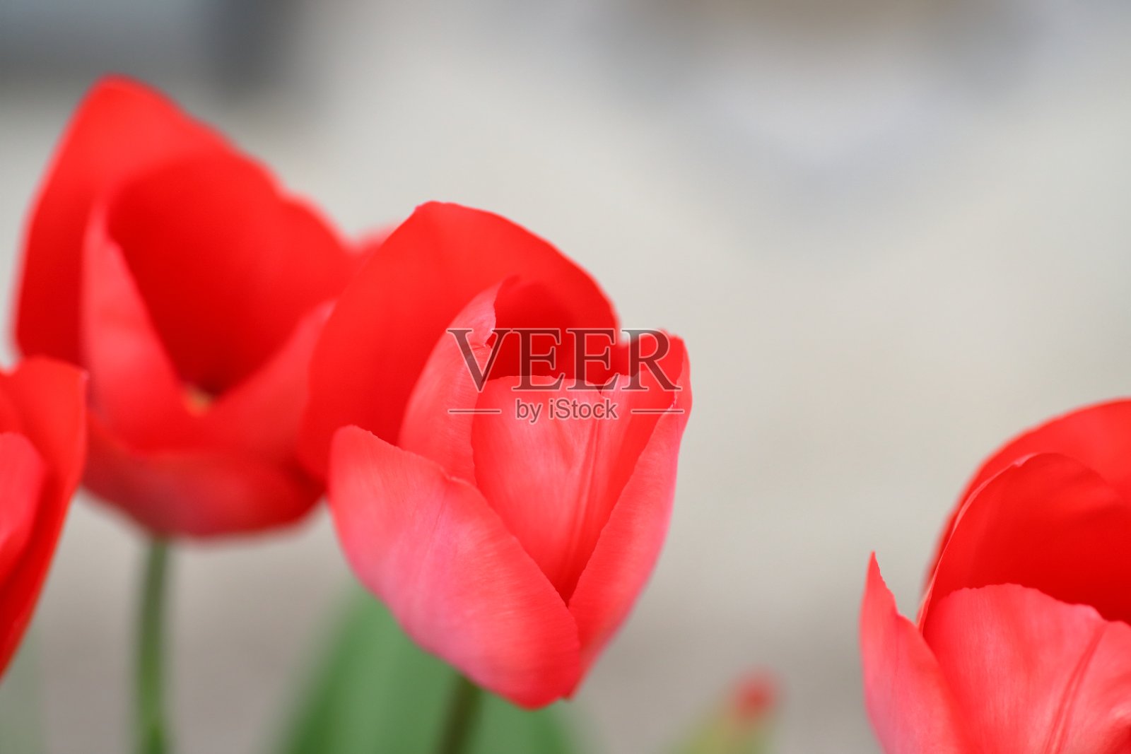 郁金香照片摄影图片