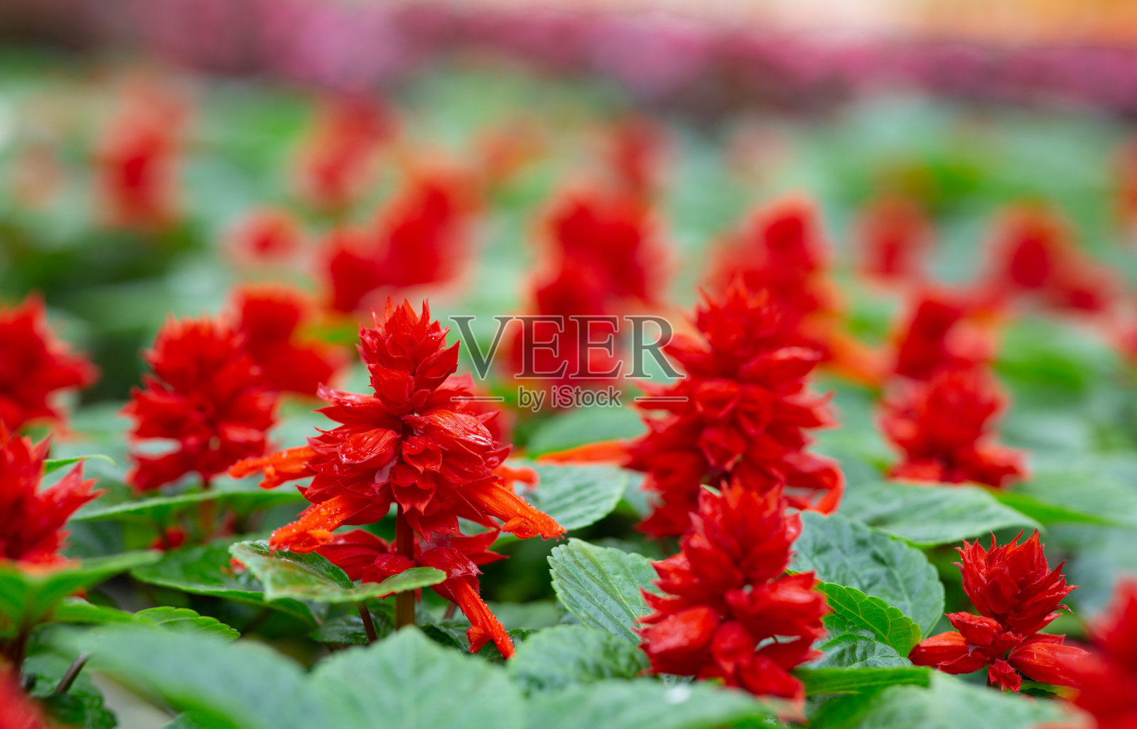 工业花卉在智能温室的增长和季节销售照片摄影图片