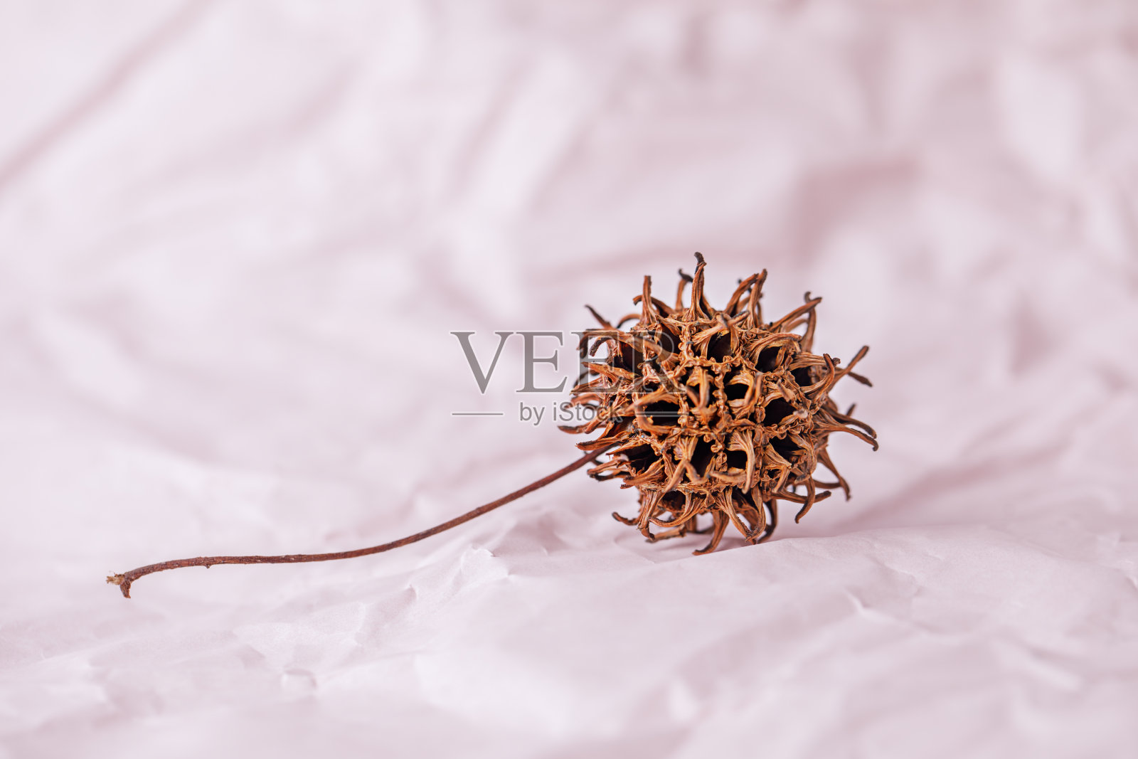 梧桐树种子在粉红色的纸背景上多刺。照片摄影图片