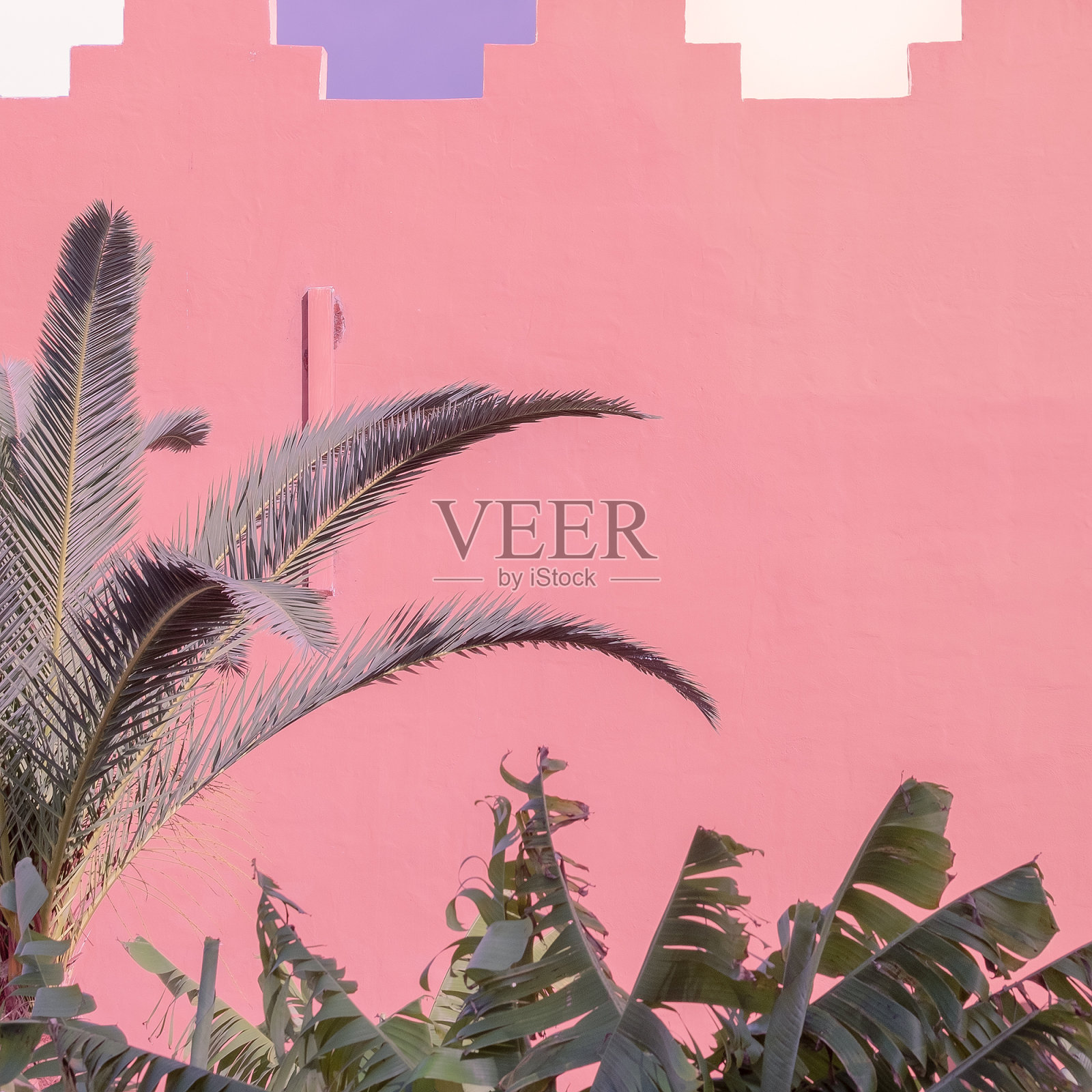 时尚热带城市位置。粉红概念的植物。棕榈和墙。加那利群岛。旅游广告横幅壁纸照片摄影图片