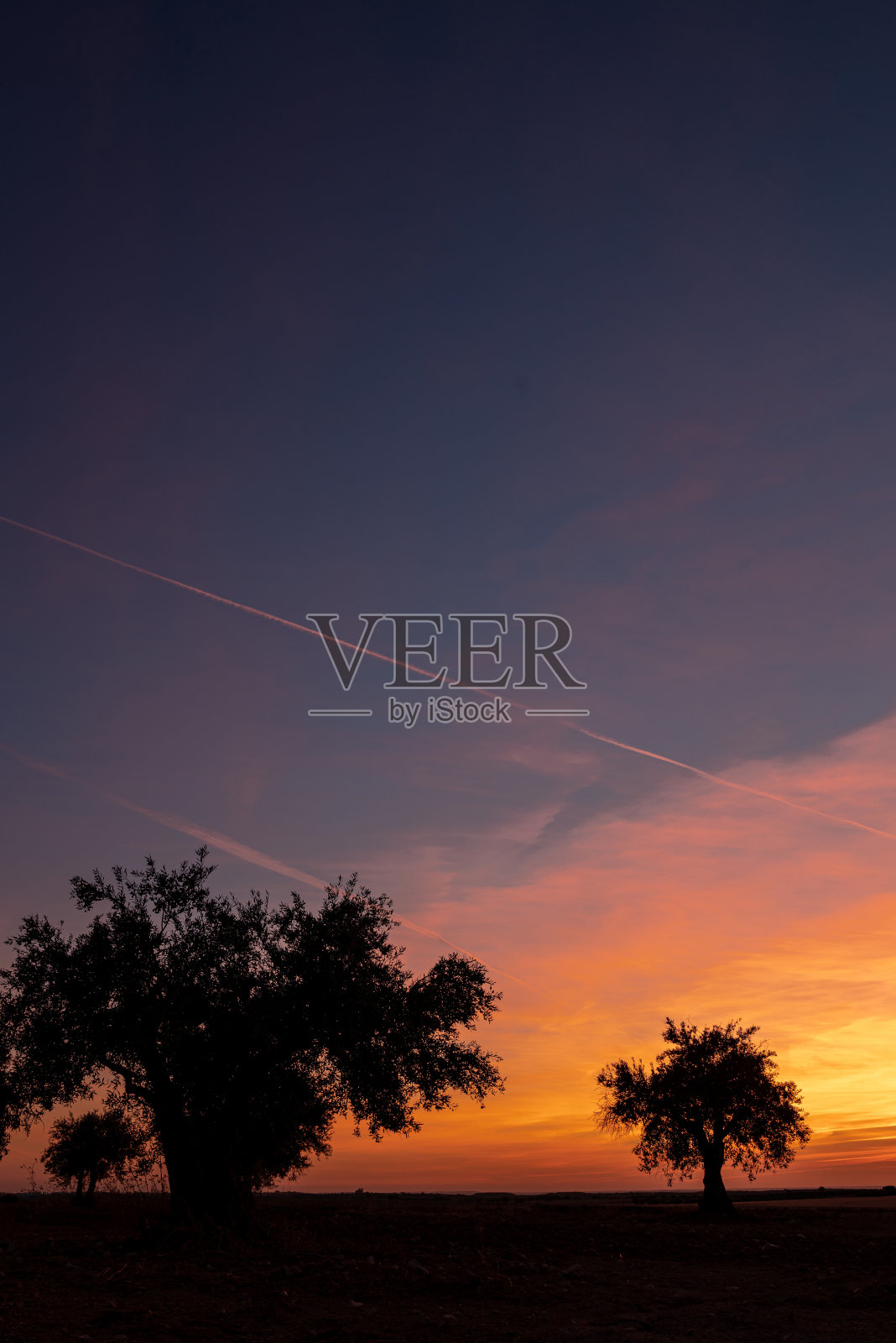 日落时,太阳推过地平线,树木的剪影照片摄影图片