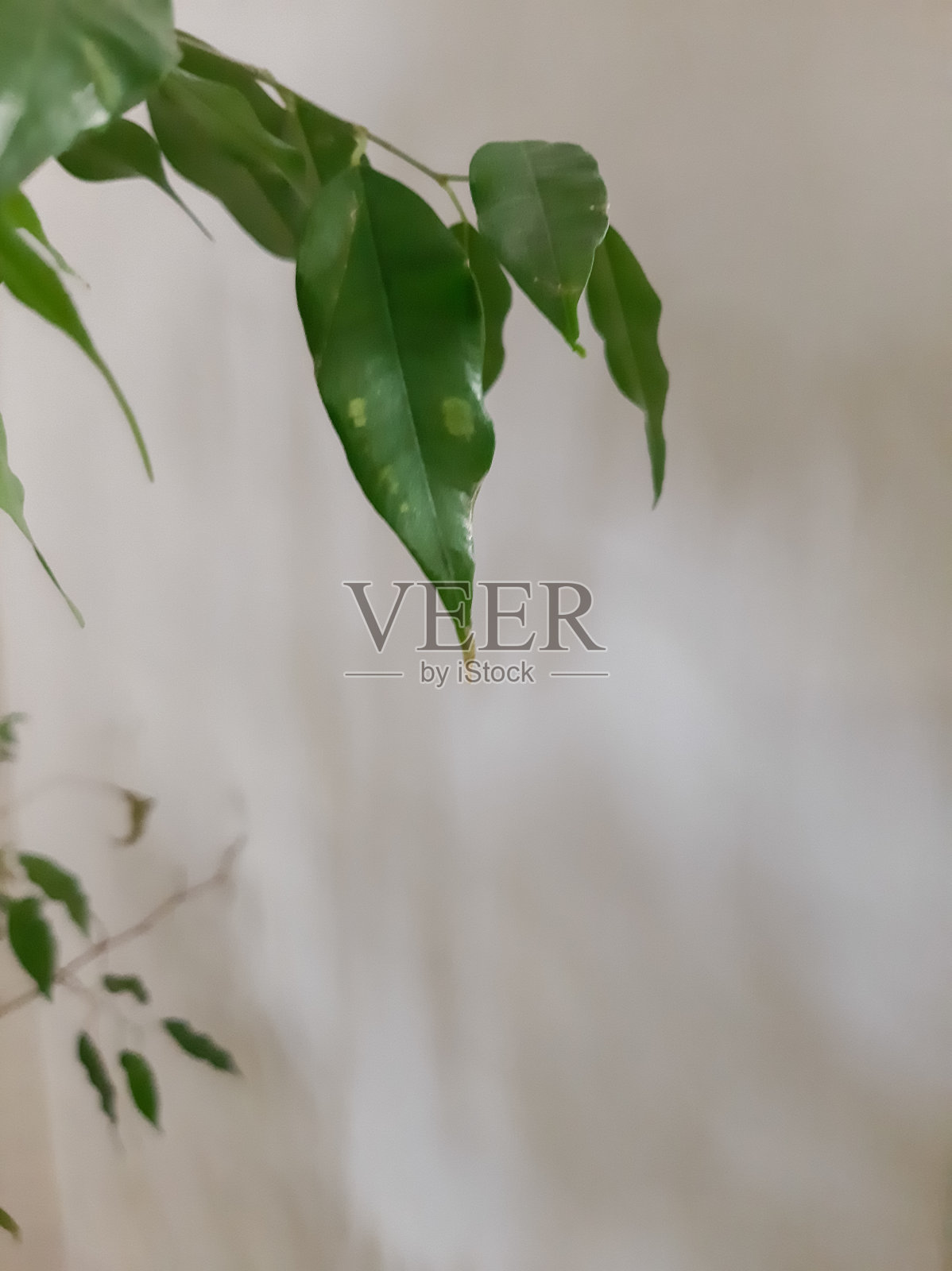 树枝和绿色的叶子靠在一堵亮着灯的墙上照片摄影图片