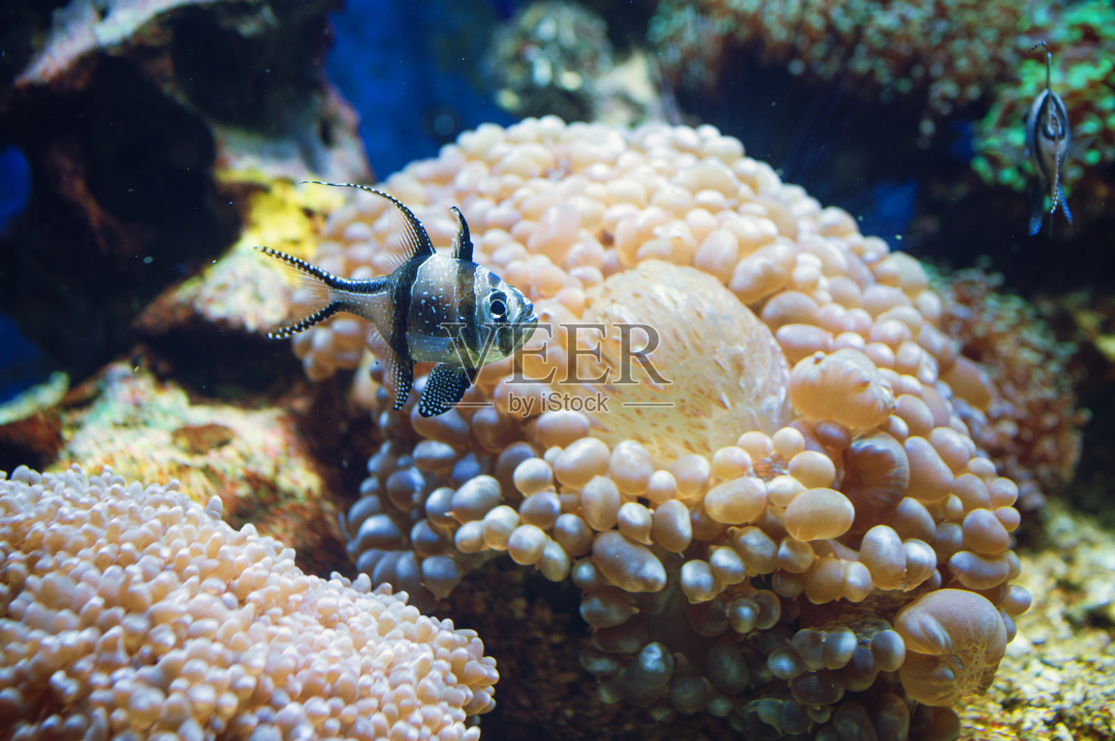 霓虹灯下的异国情调鱼类照片摄影图片