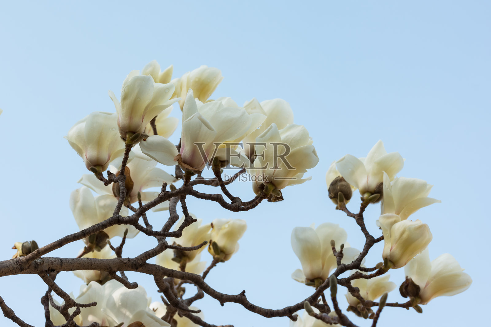 玉兰花照片摄影图片