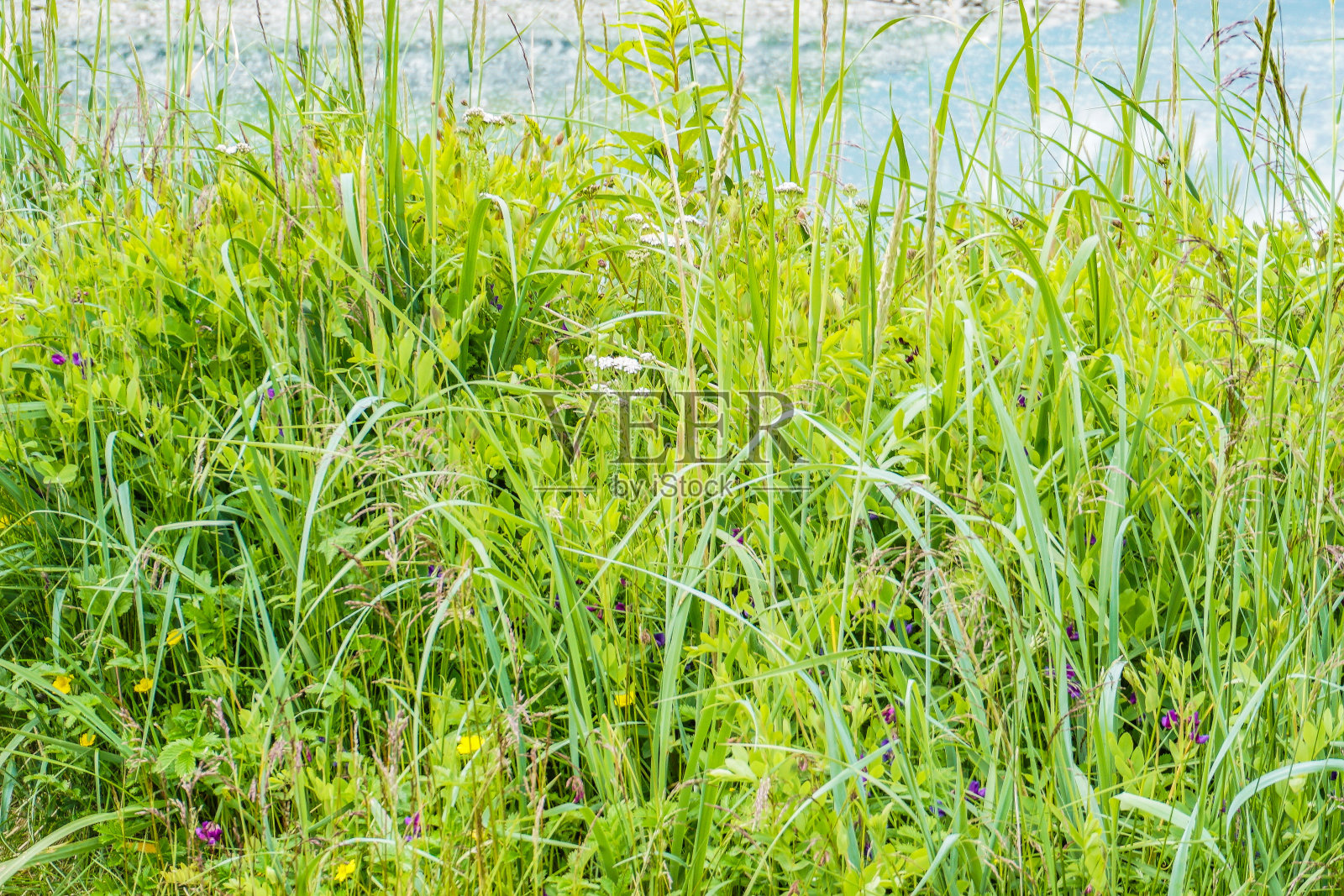 阿拉斯加内陆植物照片摄影图片
