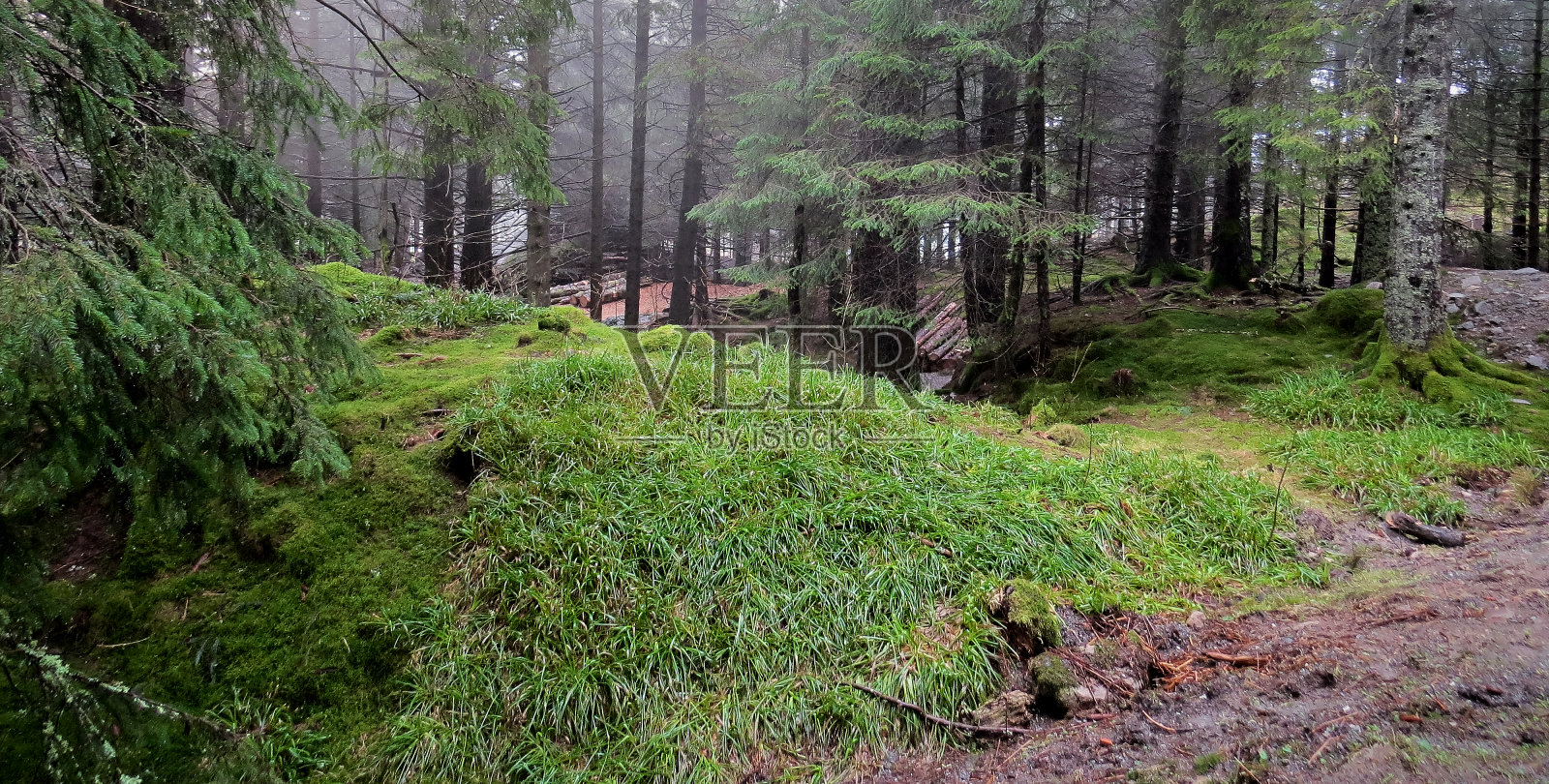 寒冷季节里田园诗般的长满苔藓的森林地面照片摄影图片