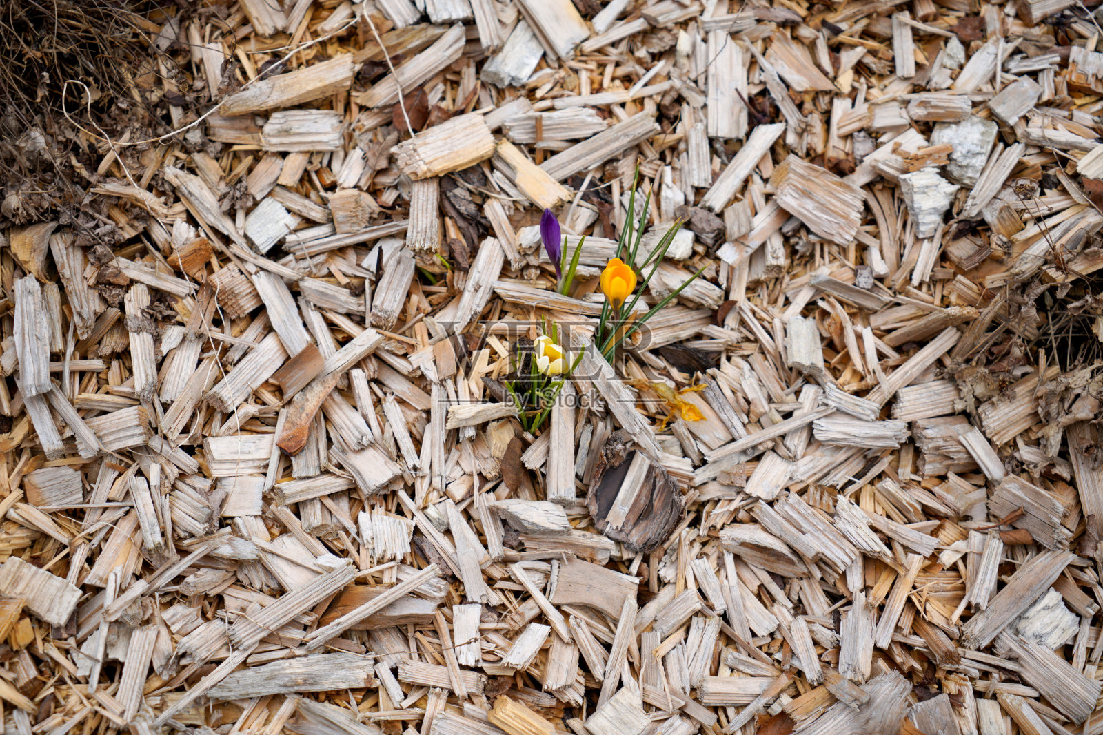 自然木材与精细的结构,拍摄在户外日光照片摄影图片