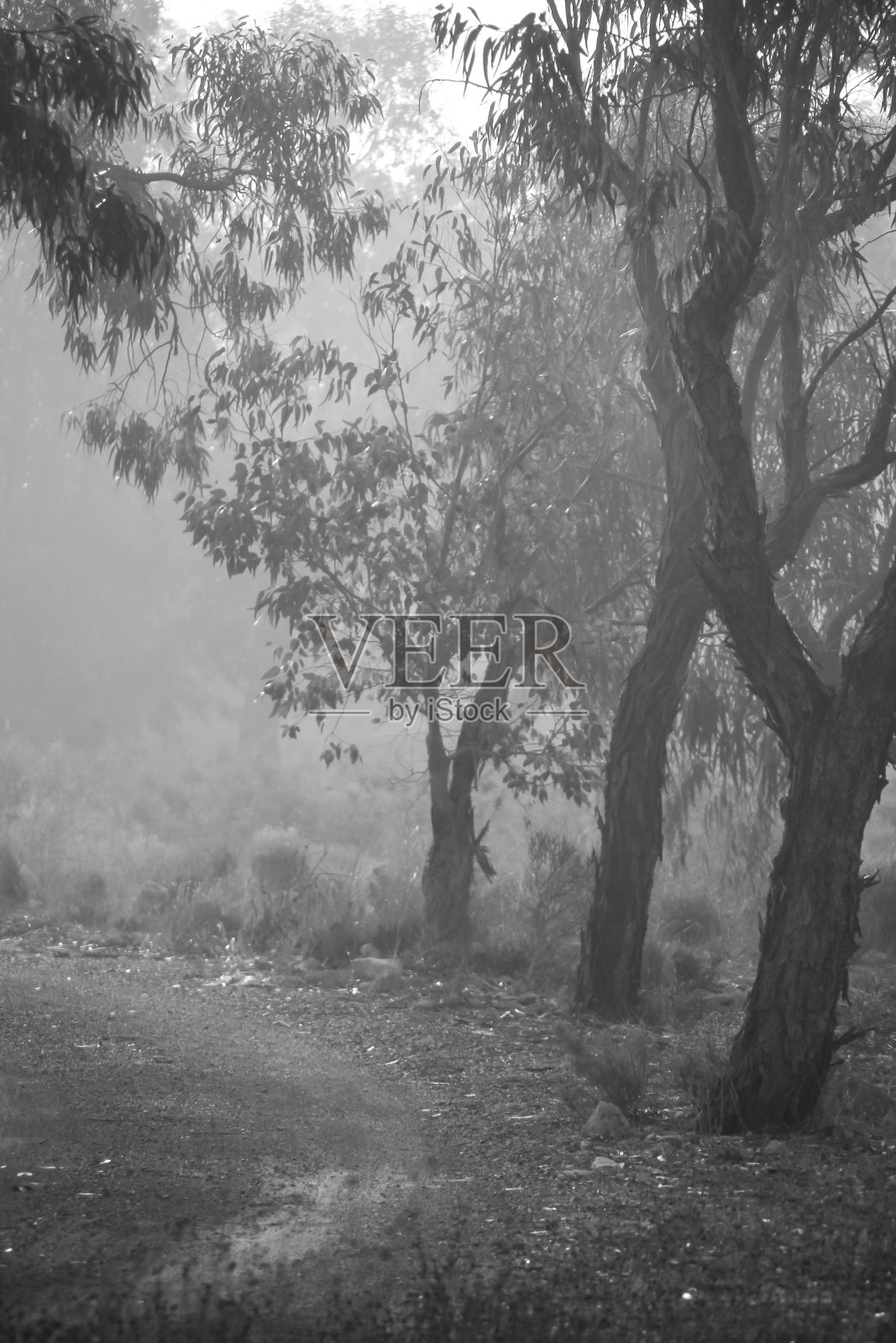 早晨,桉树林被雾覆盖着照片摄影图片