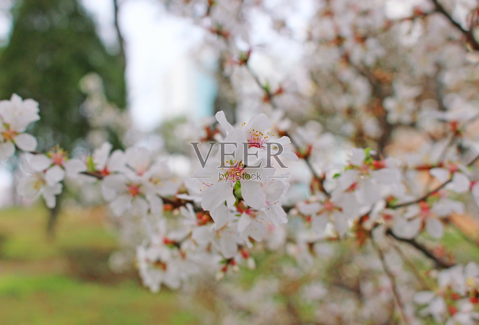 白色的花朵照片摄影图片