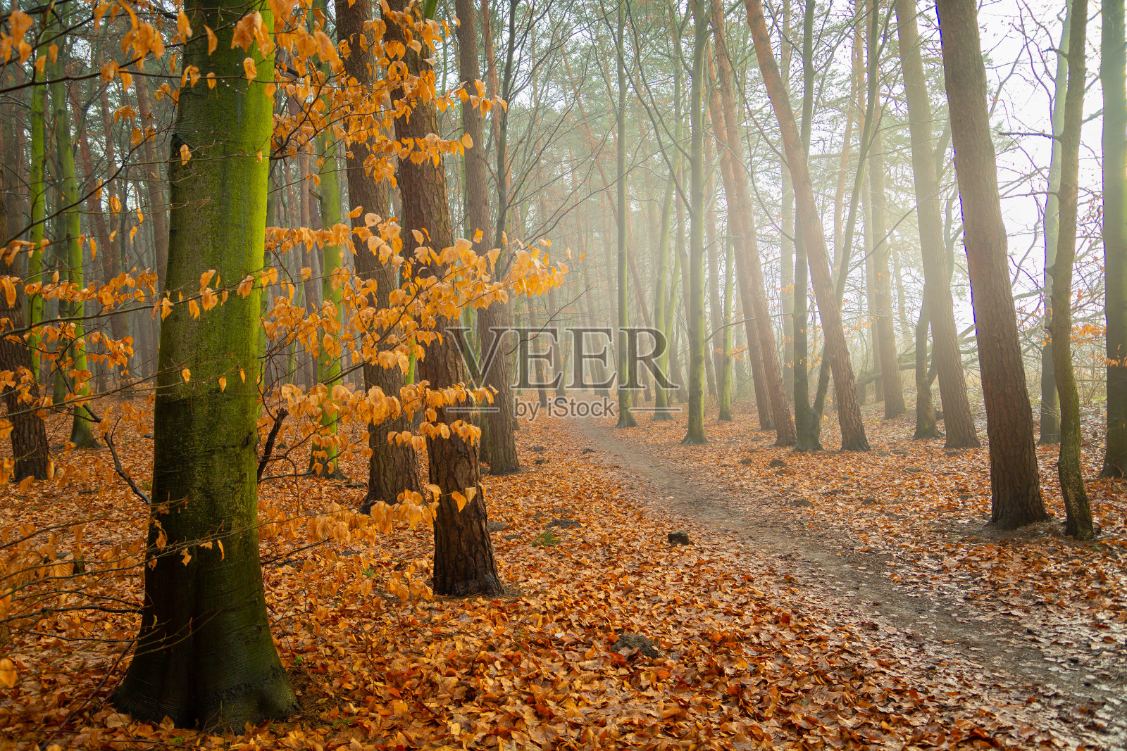 穿过雾蒙蒙的森林的道路在切尔姆市照片摄影图片