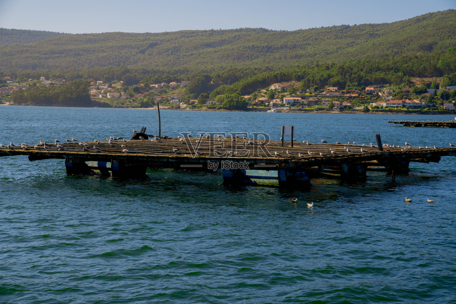 贻贝在笑中拍击照片摄影图片