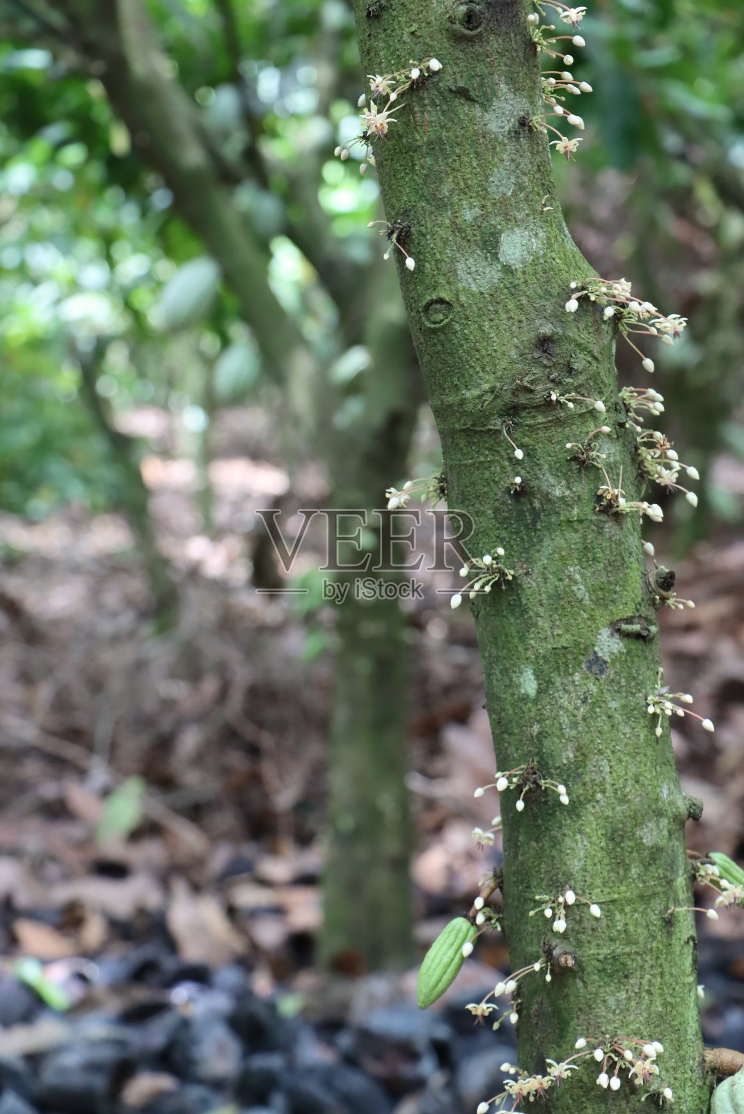 开花植物照片摄影图片
