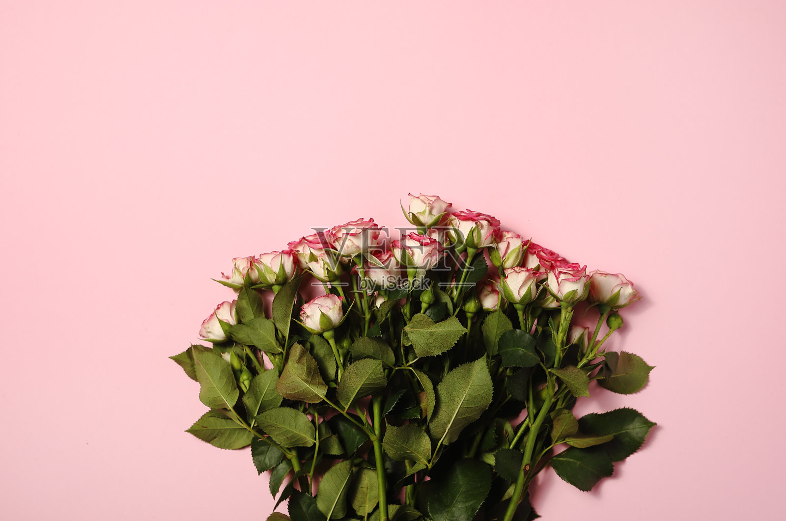 粉红色背景上的一束粉红色玫瑰照片摄影图片