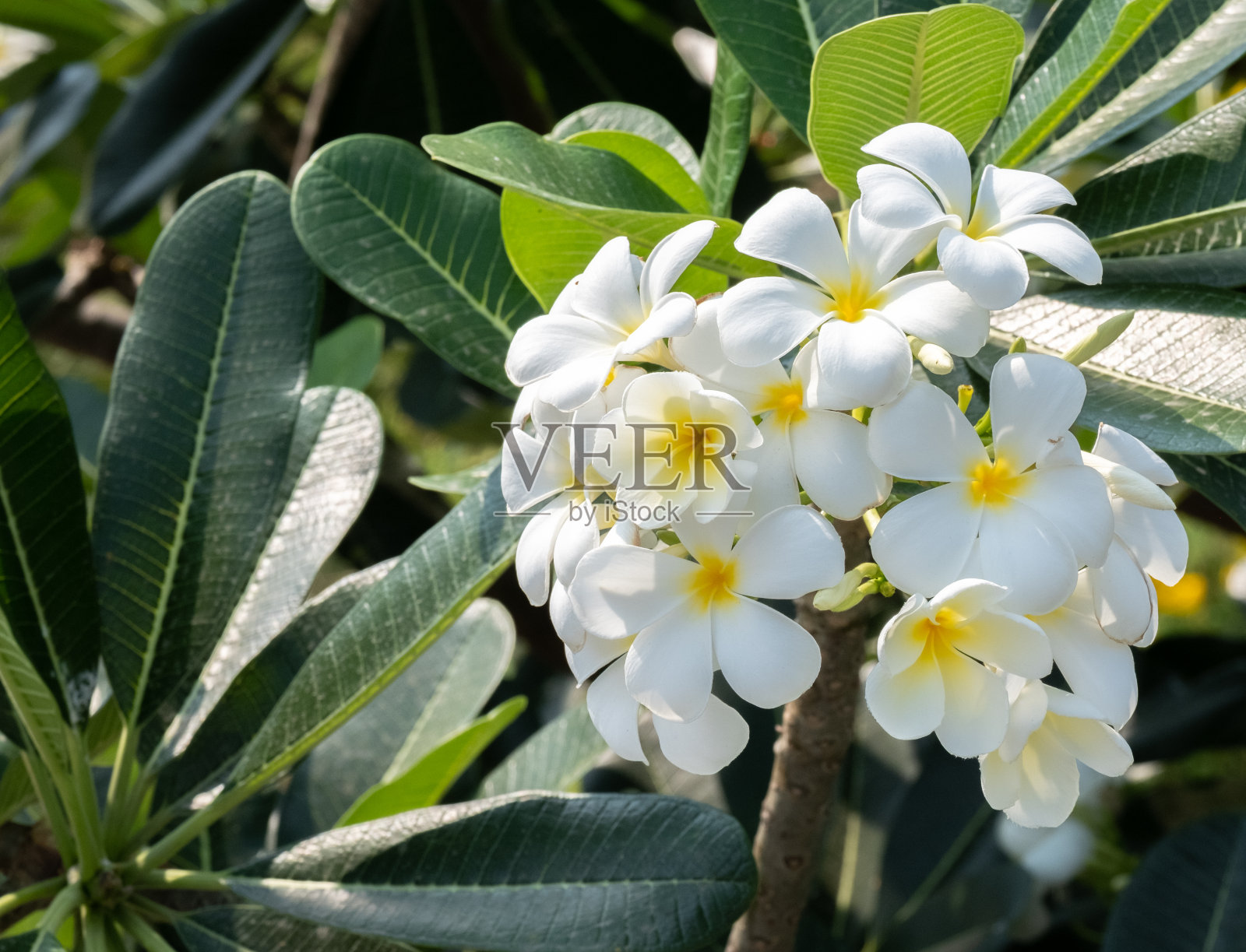 白色plumeria花。鸡蛋花孤立在白色背景上照片摄影图片