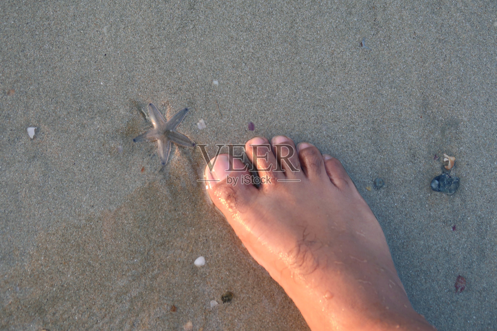 印度果阿巴洛勒姆海滩,低潮时潮湿的沙滩上,一名光脚的印度男子在海星和贝壳旁边,脚上长着大脚趾照片摄影图片