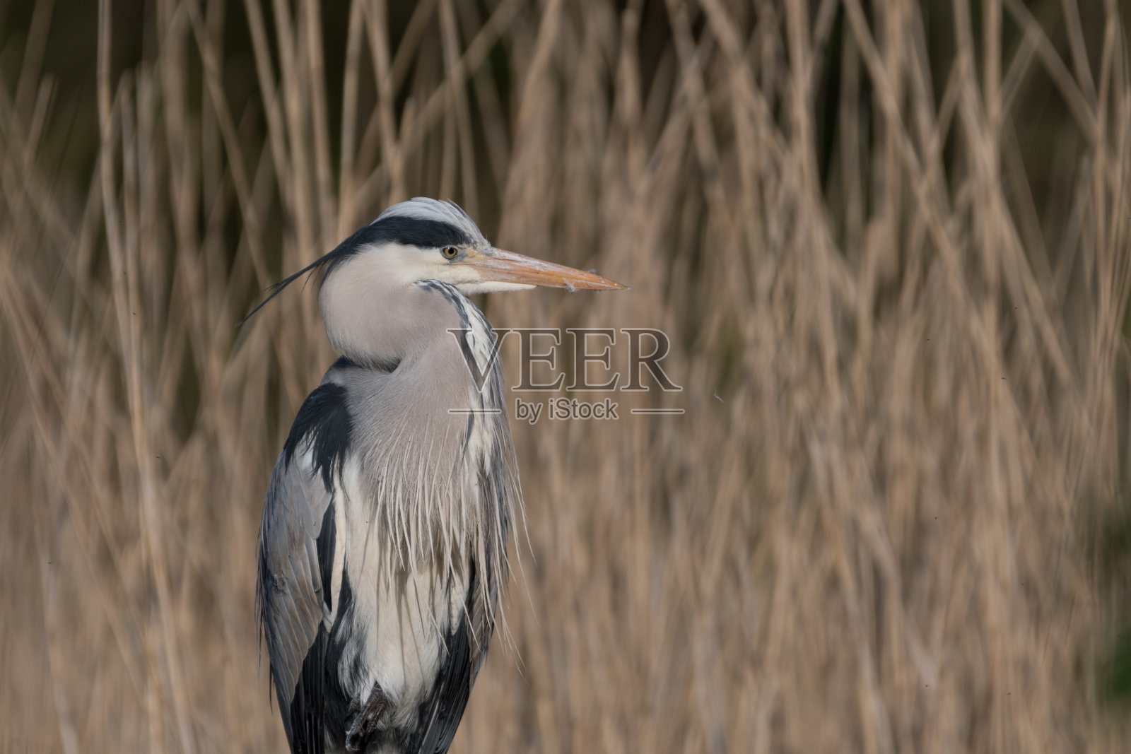 大苍鹭的特写,摄于荷兰。照片摄影图片