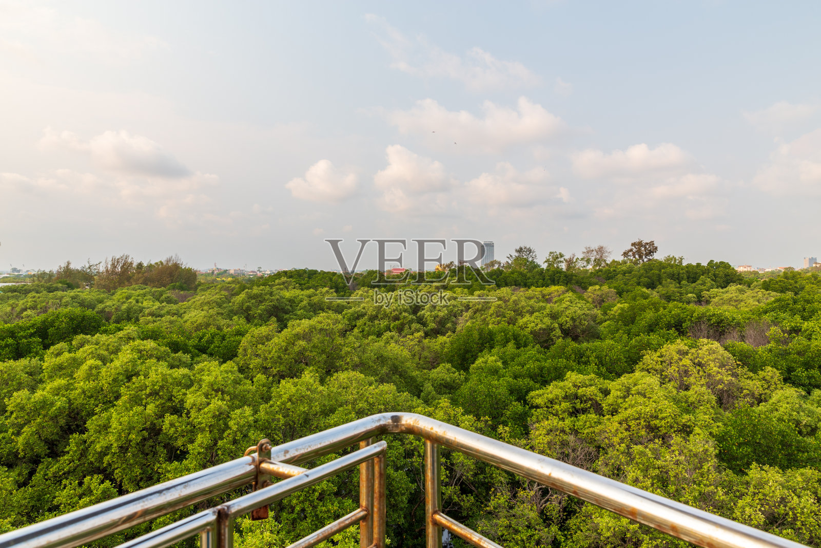 美丽的红树林景观与河景。照片摄影图片