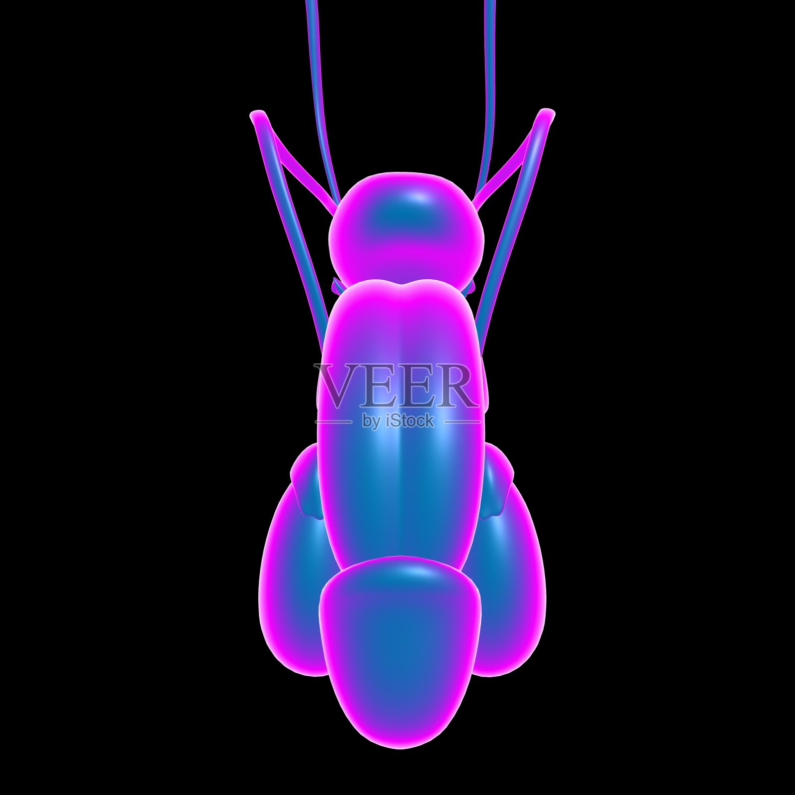 男性生殖系统解剖医学概念三维渲染照片摄影图片