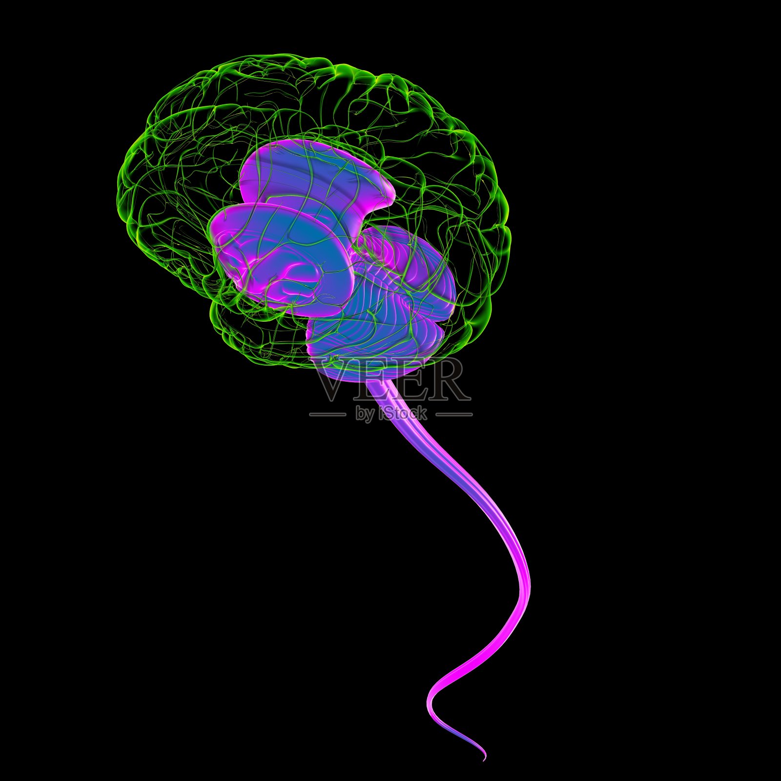 医学概念3D的人脑内部解剖照片摄影图片