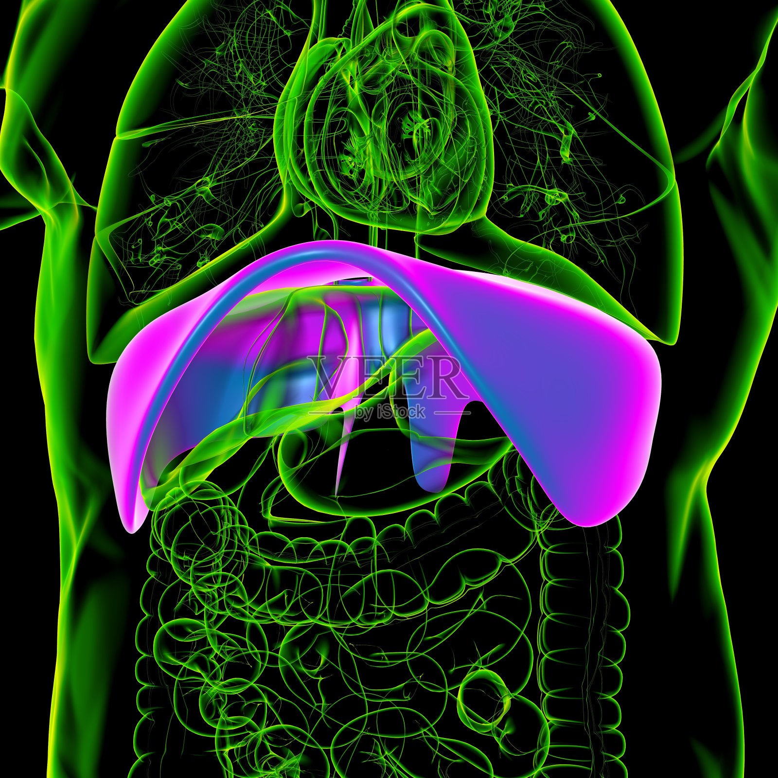 医用概念三维渲染的膈肌人体呼吸系统解剖照片摄影图片