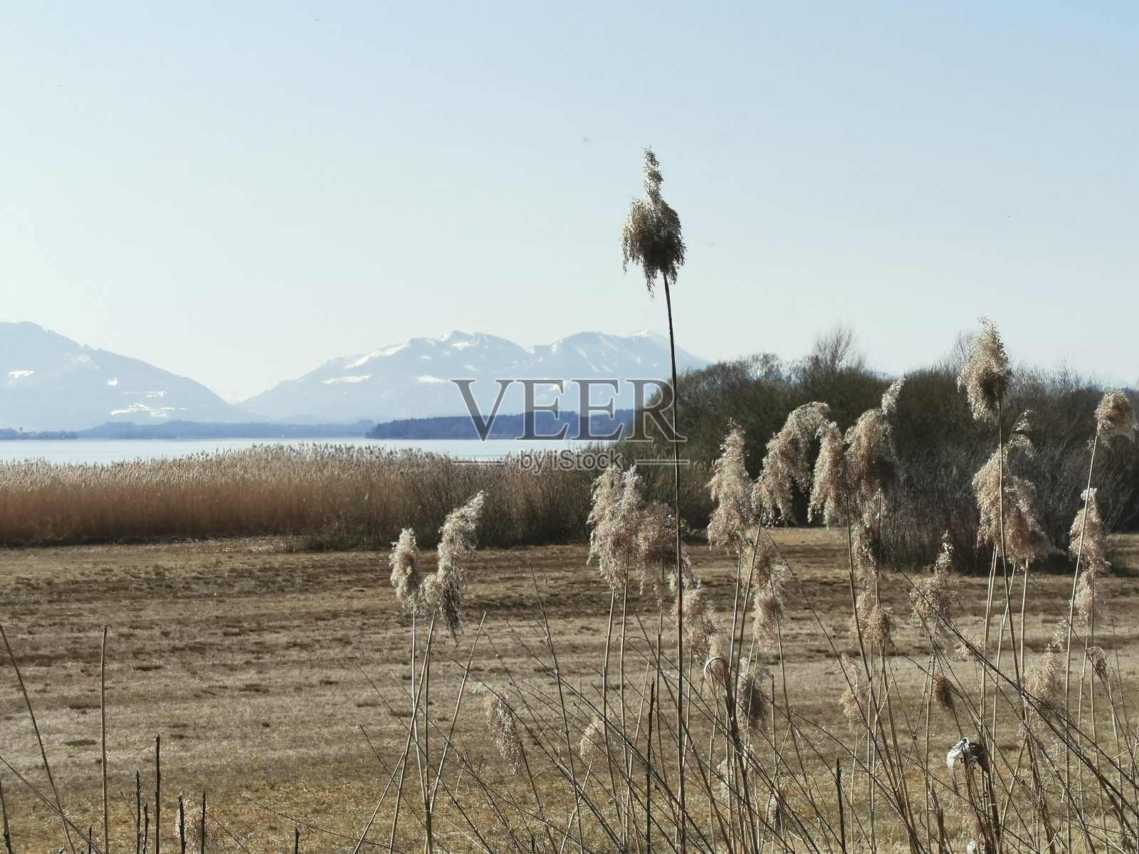 里德在陆地上照片摄影图片