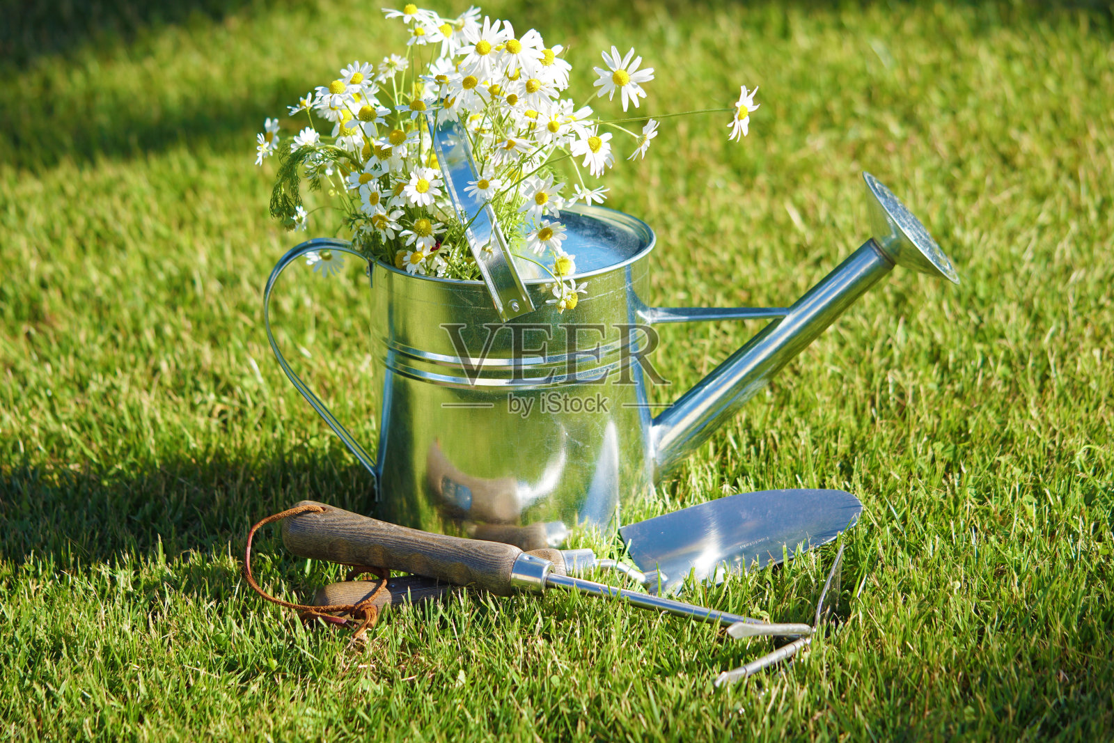 喷壶与洋甘菊花和园艺工具照片摄影图片