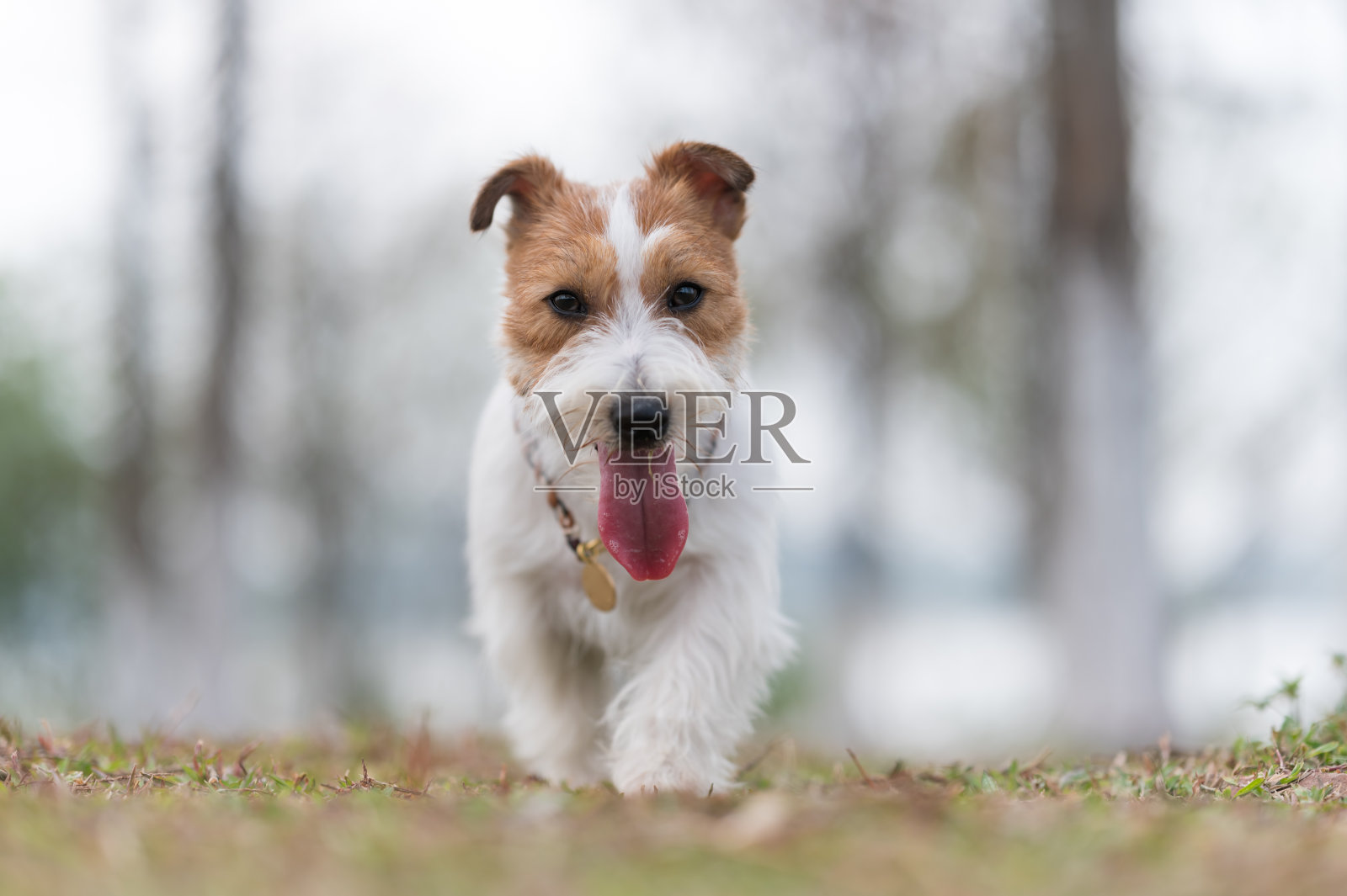 杰克罗素梗在草地上玩耍照片摄影图片