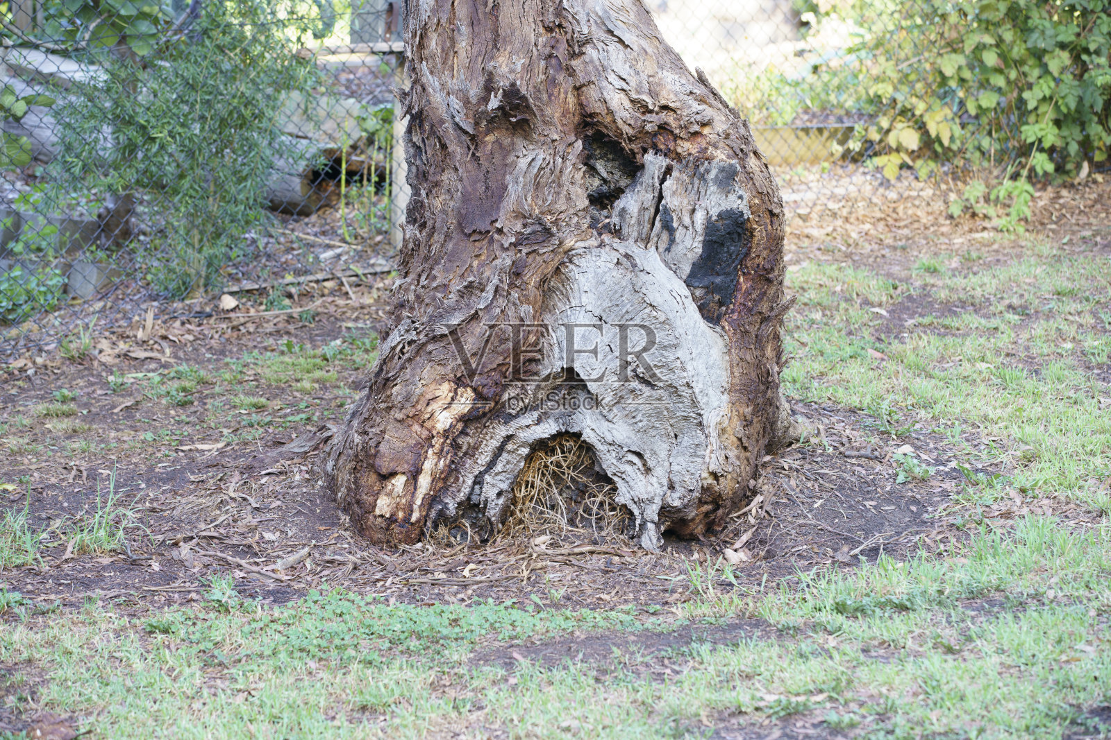 Warrandyte的Yarra河附近的树木、蕨类和植物照片摄影图片
