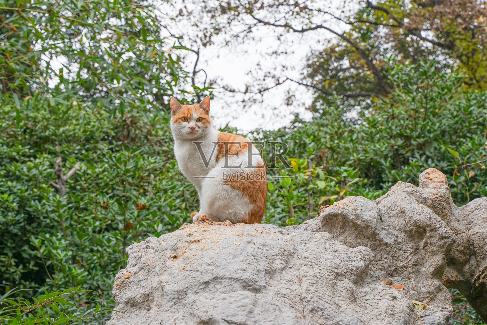 公园里的流浪猫照片摄影图片