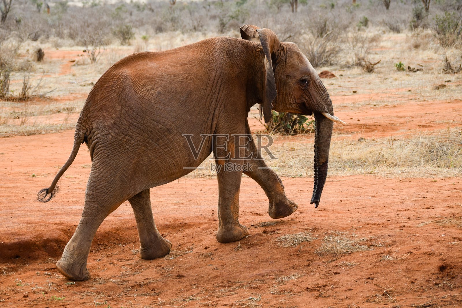 察沃东部国家公园的大象照片摄影图片