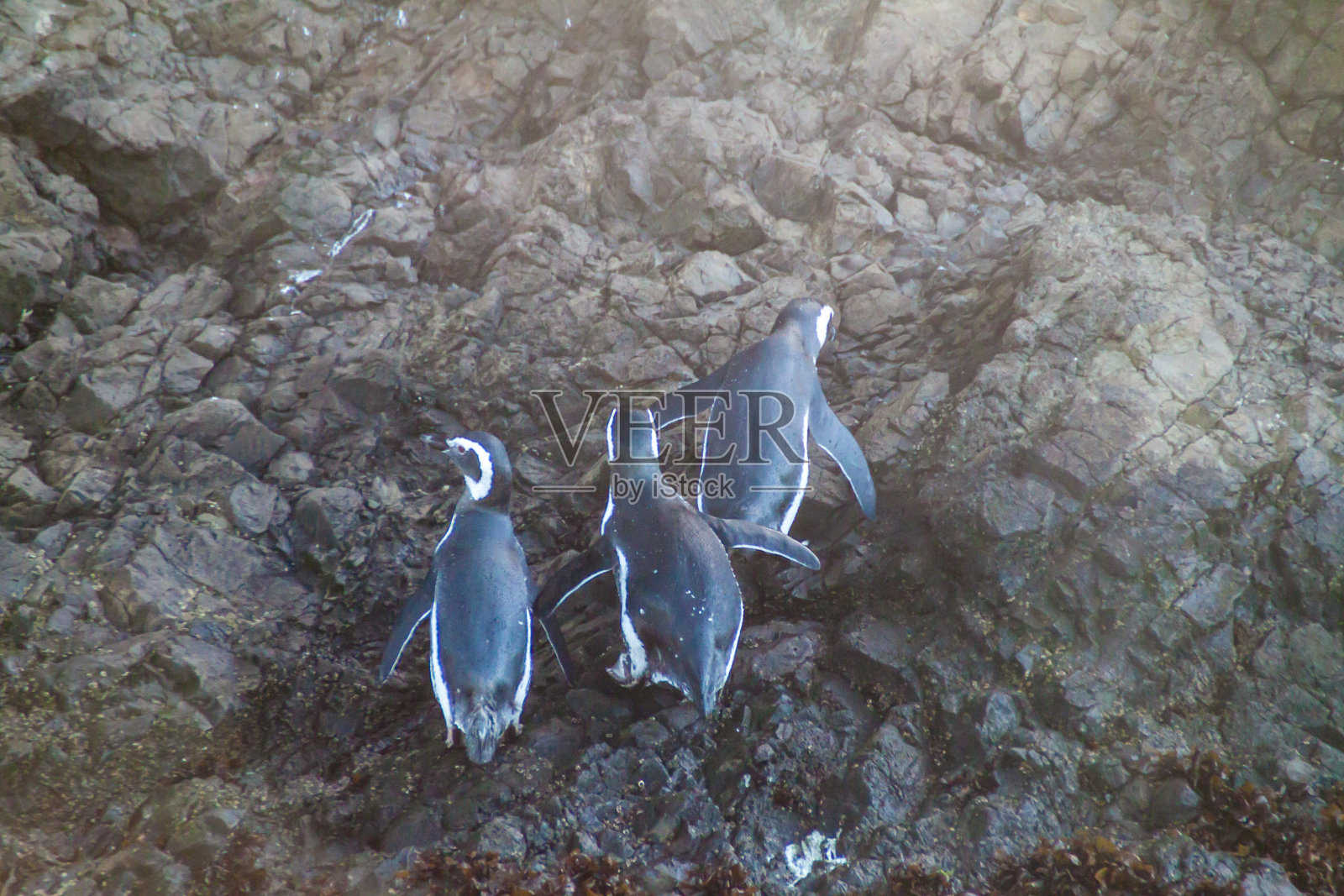 在智利奇洛岛普尼韦尔国家群岛保护区的企鹅照片摄影图片