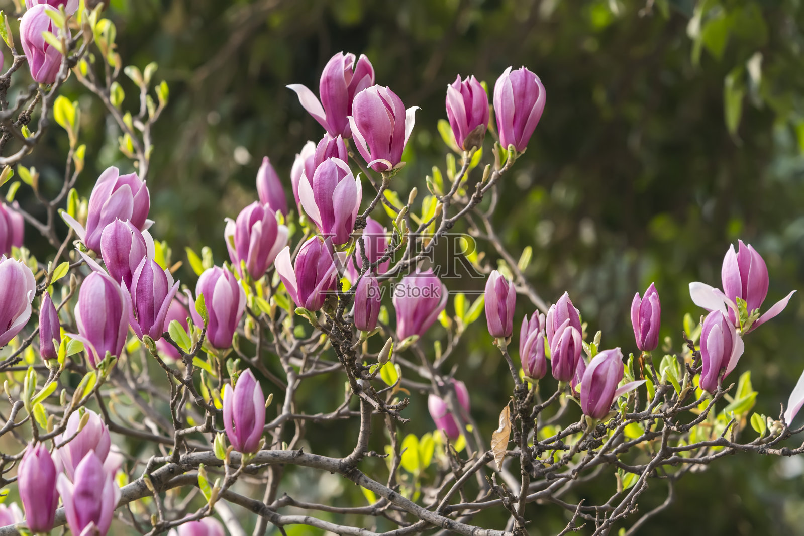 美丽的玉兰花在春天的花园里照片摄影图片