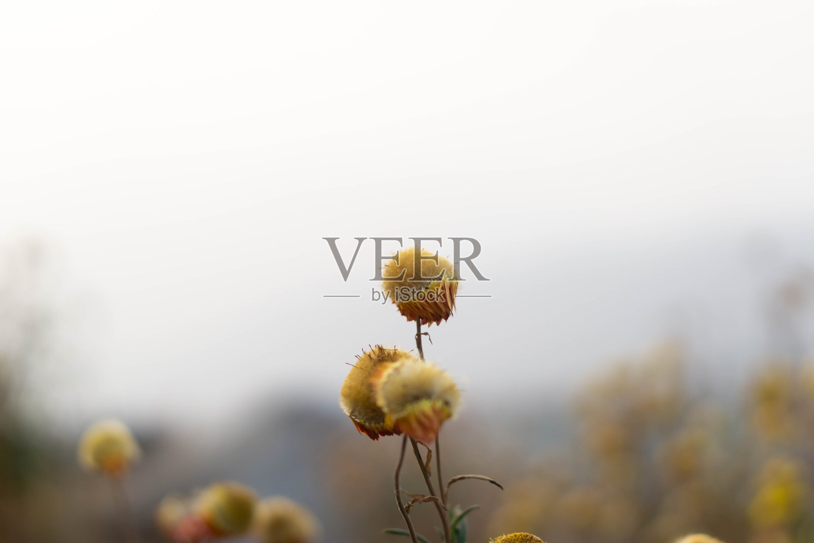 美丽的小花背景,复古的植物,大自然黄色和橙色的草花。照片摄影图片