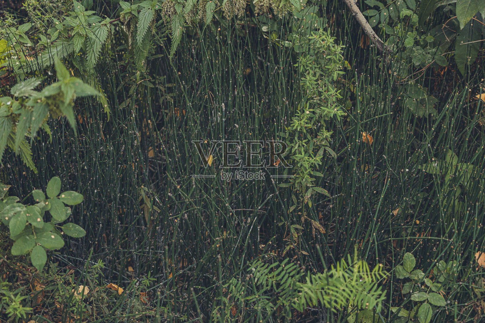 植物背景从绿色的草和各种绿色的叶子照片摄影图片